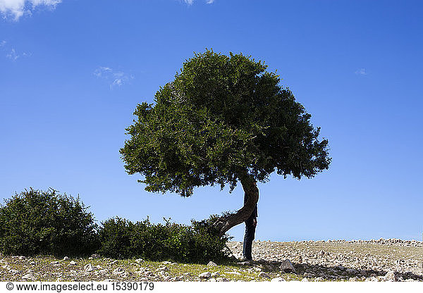 Marokko  Sidi Kaouki  Mann mit Melone hinter einem Baum stehend