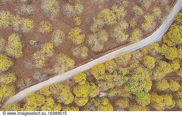 Maronenbäume (Castanea sativa) in herbstlichen Farben  Luftbild  Drohnenaufnahme  Flusstal des Genal  Provinz Málaga  Andalusien  Spanien  Europa