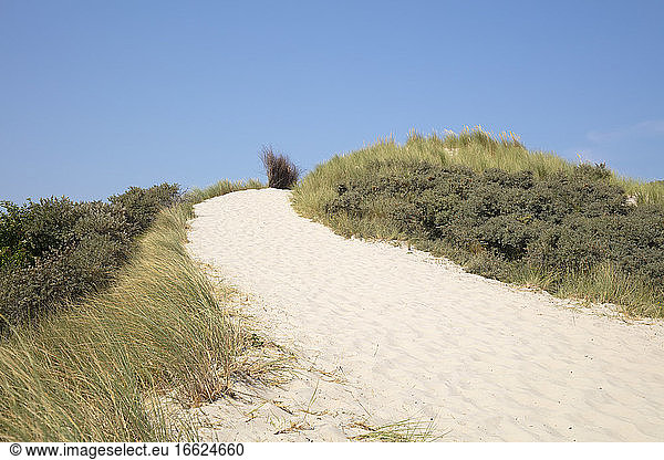Marram grass on sand dune at beach against blue sky on sunny day