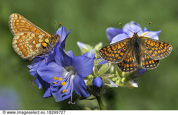 Marsh Fritillary Euphydryas Aurinia On Flowers Marsh Fritillary