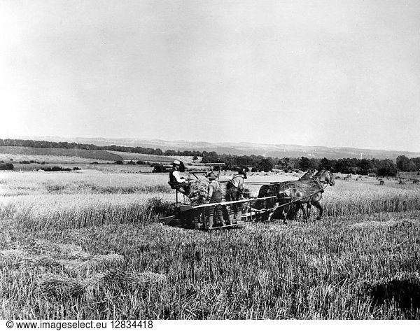 MARSH HARVESTER. American farmers harvesting wheat with a McCormick Marsh Harvester  patented in 1875. Two men ride on the platform and bind the grain by hand after it is delivered to them by an elevator. Photographed c1900.