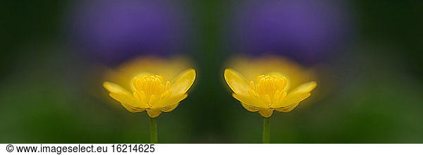 Marsh Marigold  Close-up