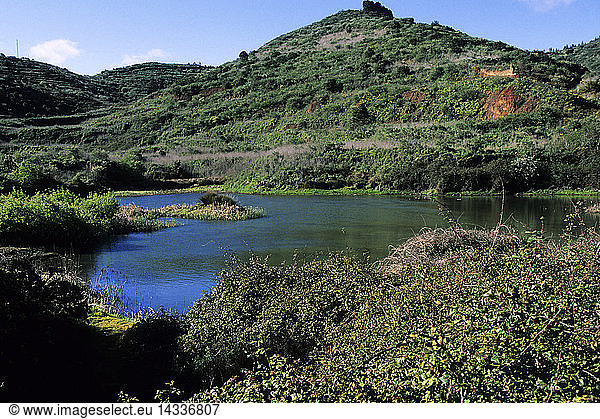 Marshland in the foothills of Teide mountain  Erjos  Tenerife island  Canary Islands  Spain  Europe