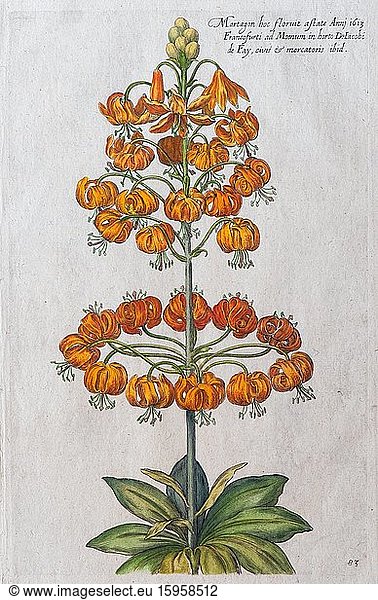 Martagon lily (Lilium martagon)  hand-coloured copper engraving by Johann Theodor de Bry  from Florilegium Novum  1611