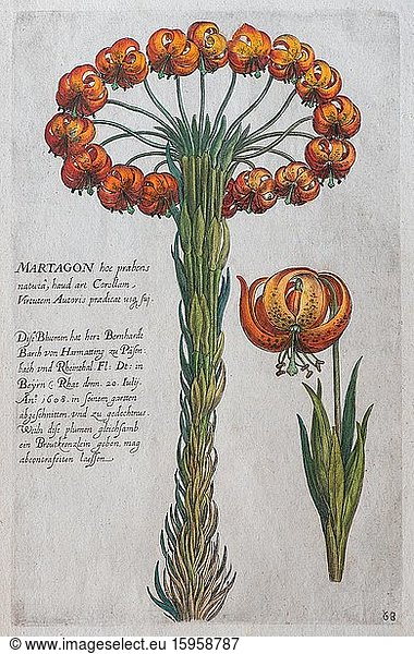 Martagon lily (Lilium martagon)  hand-coloured copper engraving by Johann Theodor de Bry  from Florilegium Novum  1611