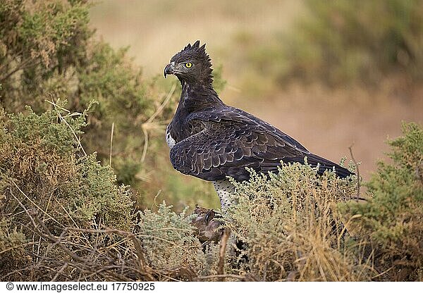 Martial eagle (Polemaetus bellicosus) adult  with prey in talons  on ground in dry savannah  Samburu National Reserve  Kenya  Africa