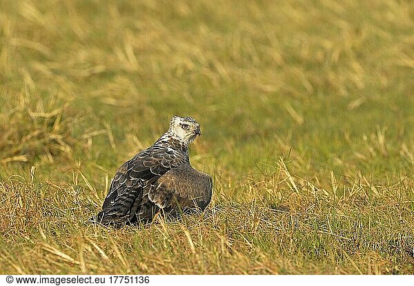 Martial eagle (Polemaetus bellicosus) juvenile  mangy prey on the ground  Kafue N. P. Zambia
