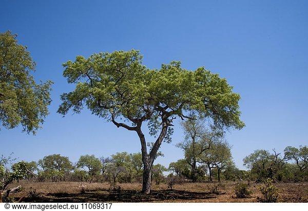 Marulabaum  Mala Mala Game Reserve  Sabi Sands  Provinz Mpumalanga  Südafrika