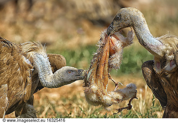 Mas de Bunyol  Griffon vultures eating