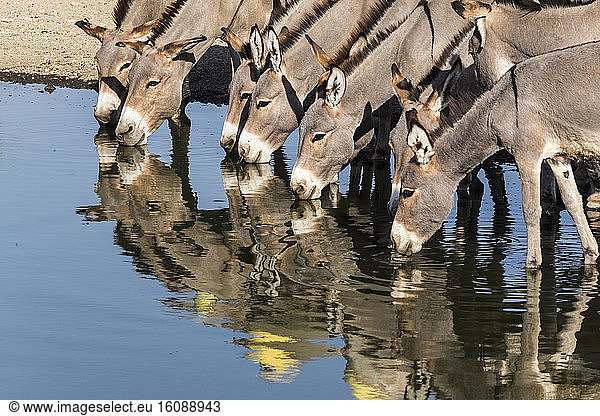 Masai donkeys at a waterpoint  lake Magadi  Kenya