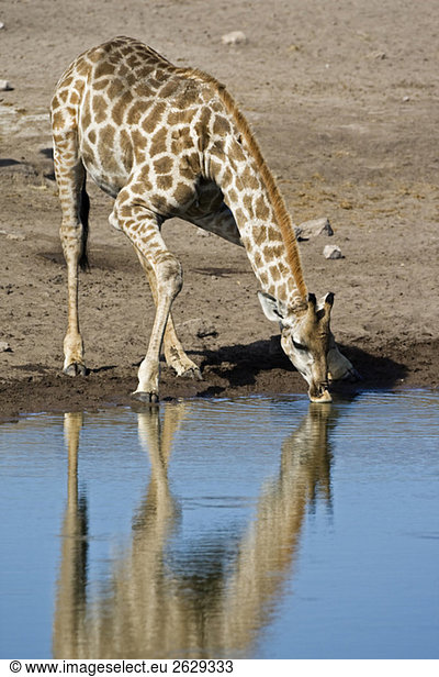 Masai Giraffe (Giraffa camelopardalis tippelskirchi) beim Trinken am Wasserloch
