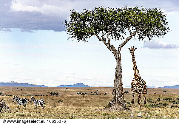 Masai Giraffe (Giraffa tippelskirchi) male in plain and zebra  Masai-Mara National Reserve  Kenya