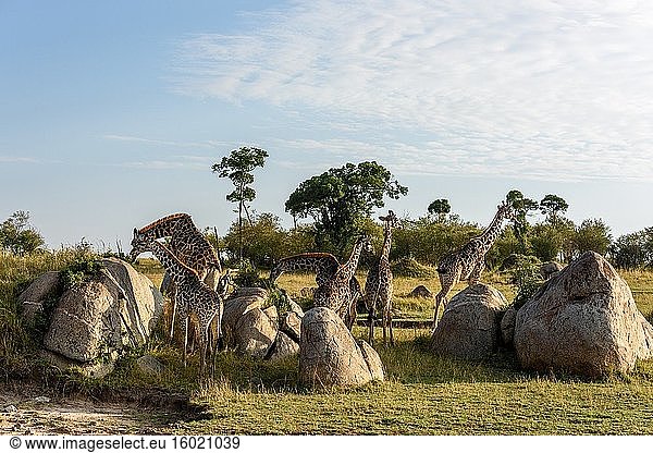 Masai-Giraffe  Maasai-Giraffe oder Kilimandscharo-Giraffe (Giraffa camelopardalis tippelskirchi) bei der Fütterung (oder Reise der Giraffen). Serengeti-Nationalpark. Tansania.