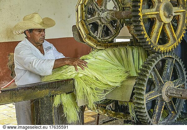 Maschine zum Quetschen von Sisal-Agaven  Landwirtschaftsmuseum  Produktion von Sisalfasern  Hacienda Sotuta de Peon  Yucatan  Mexiko  Mittelamerika