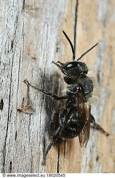 Mason Bee (Osmia leaiana) adult male  resting on fencepost  Powys  Wales  United Kingdom  Europe