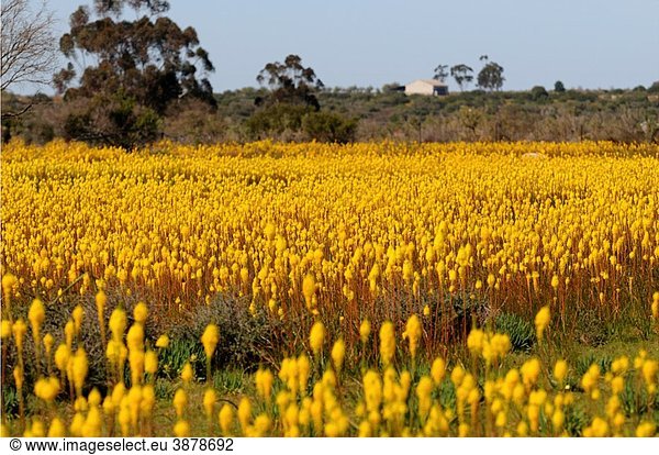 Mass display of Bulbinella latifolia  rooikatstert  Bokkeveld Plateau  Namaqualand  South Africa