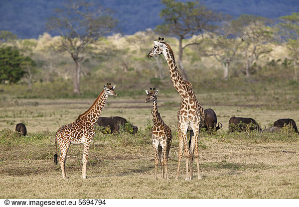 Massai-Giraffe (Giraffa camelopardalis tippelskirchi) mit Jungen und Kaffernbüffeln (Syncerus caffer)  Arusha Nationalpark  Tansania  Ostafrika  Afrika