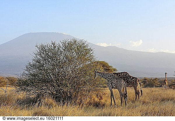 Massai-Giraffe  Maasai-Giraffe oder Kilimandscharo-Giraffe (Giraffa camelopardalis tippelskirchi) mit dem Kilimandscharo (in Tansania) im Hintergrund vom Satao Elerai Conservancy. In der Nähe des Amboseli Nationalparks. Kenia.