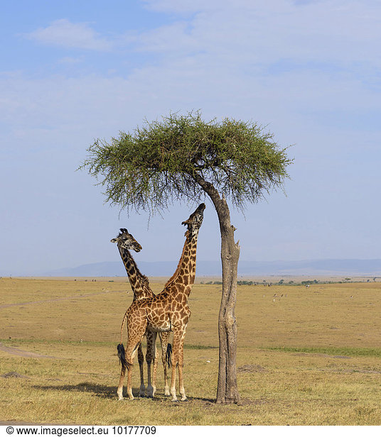 Massai Giraffen (Giraffa camelopardalis) fressen an einer Schirmakazie  Masai Mara  Narok County  Kenia  Afrika