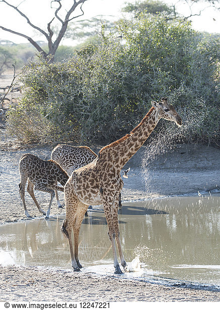 Massai-Giraffen (Giraffa camelopardalis) neben einer Wasserstelle im Tarangire-Nationalpark  Region Manyara  Tansania  Ostafrika  Afrika