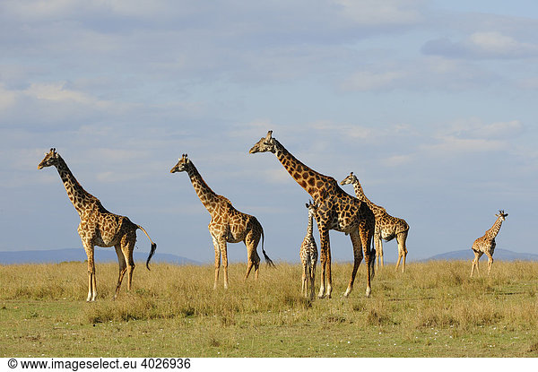 Massai-Giraffen (Giraffa camelopardalis tippelskirchi) Gruppe in der Steppe  Masai Mara  Nationalpark  Kenia  Ostafrika  Afrika