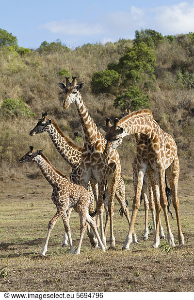 Massai-Giraffen (Giraffa camelopardalis tippelskirchi) mit Jungen  Arusha Nationalpark  Tansania  Ostafrika  Afrika