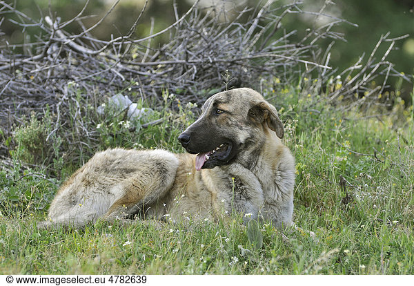 MastÌn EspaÒol  Spanischer Mastiff  liegt im Gras  Hirtenhund  Monfrague  Extremadura  Spanien  Europa