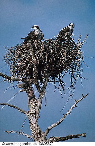Mated pair of ospreys (Pandion haliaetus) at their nest in Florida.