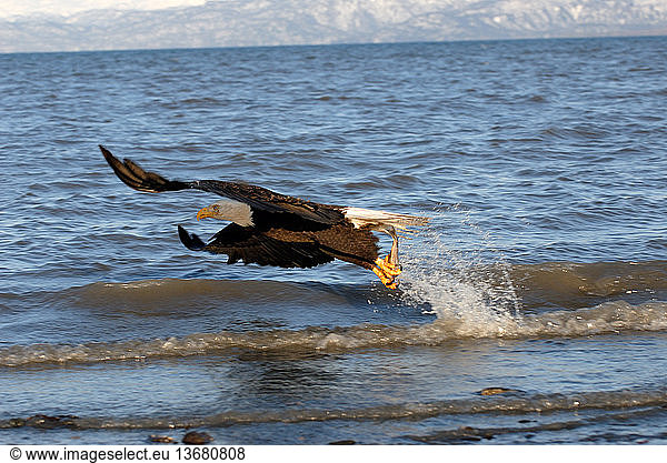 Mature Bald Eagle (Haliaeetus leucocephalus) flying away with fish in its talons. Homer  Cook Inlet  Kachemak Bay  Alaska.
