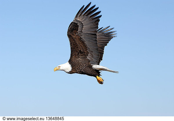 Mature Bald Eagle (Haliaeetus leucocephalus) in flight. Homer  Cook Inlet  Kachemak Bay  Alaska.