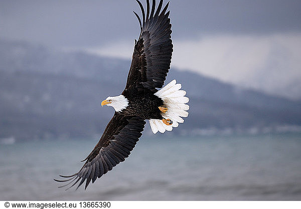 Mature Bald Eagle (Haliaeetus leucocephalus) in flight. Homer  Cook Inlet  Kachemak Bay  Alaska.