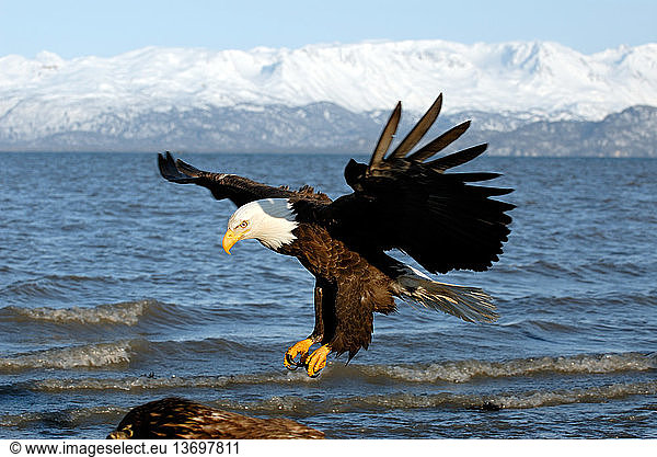 Mature Bald Eagle (Haliaeetus leucocephalus) landing on shoreline with wings extended. Homer  Cook Inlet  Kachemak Bay  Alaska.