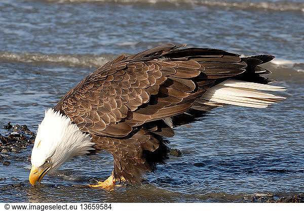 Mature Bald Eagle (Haliaeetus leucocephalus) sifting through water with beak. Homer  Cook Inlet  Kachemak Bay  Alaska.