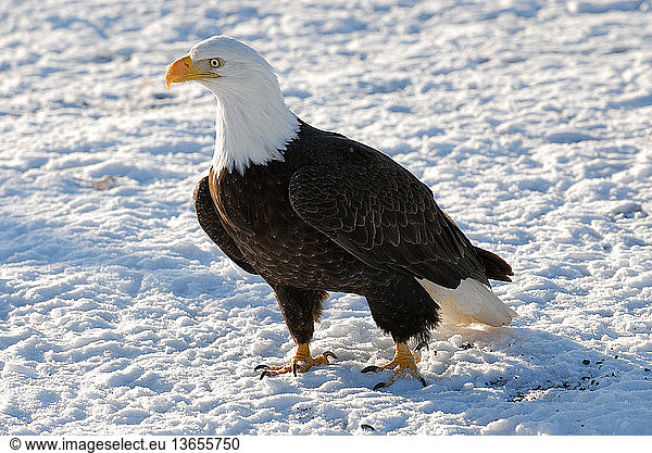 Mature Bald Eagle (Haliaeetus leucocephalus) standing in snow. Homer  Cook Inlet  Kachemak Bay  Alaska.