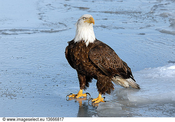 Mature Bald Eagle (Haliaeetus leucocephalus) standing on frozen lake. Homer  Cook Inlet  Kachemak Bay  Alaska.