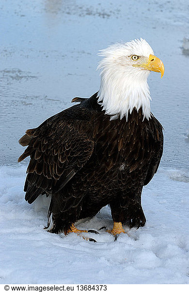 Mature Bald Eagle (Haliaeetus leucocephalus) standing on frozen lake. Homer  Cook Inlet  Kachemak Bay  Alaska.