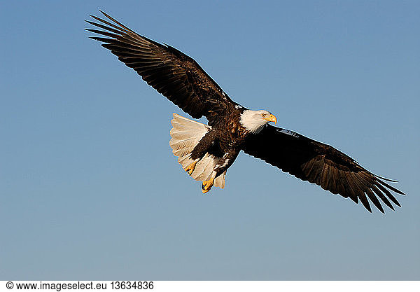 Mature Bald Eagle (Haliaeetus leucocephalus) with wings extended. Homer  Cook Inlet  Kachemak Bay  Alaska.