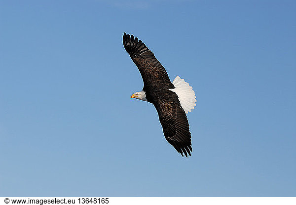 Mature Bald Eagle (Haliaeetus leucocephalus) with wings extended. Homer  Cook Inlet  Kachemak Bay  Alaska.