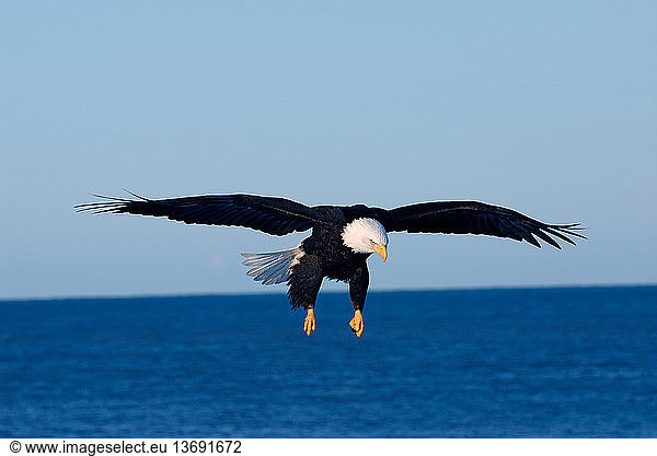 Mature Bald Eagle (Haliaeetus leucocephalus) with wings extended  hovering. Homer  Cook Inlet  Kachemak Bay  Alaska.
