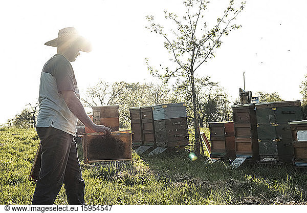 Mature beekeeper with honeycomb trays walking towards beehives on field against sky