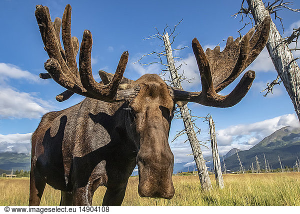 Mature bull moose (Alces alces) with antlers in velvet standing in a field  Alaska Wildlife Conservation Center  South-central Alaska; Portage  Alaska  United States of America