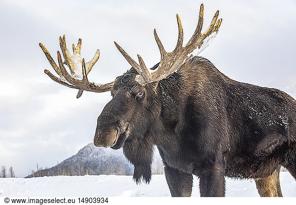 Mature bull moose (Alces alces) with antlers shed of velvet standing in snow  Alaska Wildlife Conservation Center  South-central Alaska; Portage  Alaska  United States of America