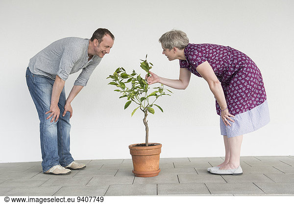 Mature couple caring for little tree  smiling