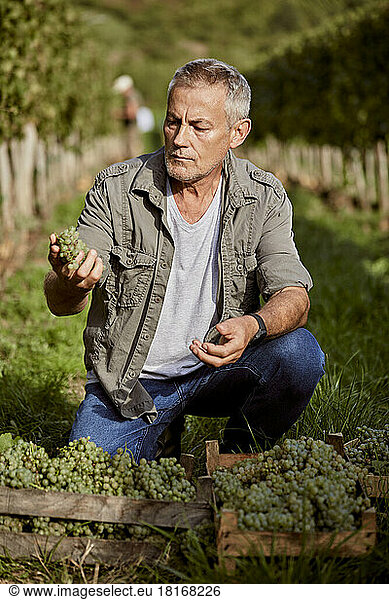 Mature farmer analyzing grapes in vineyard