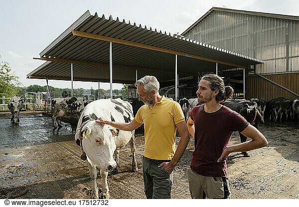 Mature farmer with adult son at cow house on a farm