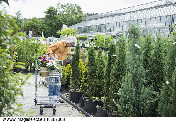 Mature man choosing hedge plant from plant nursery  Augsburg  Bavaria  Germany