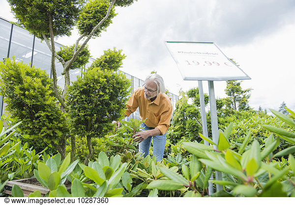 Mature man choosing plants in garden centre  Augsburg  Bavaria  Germany