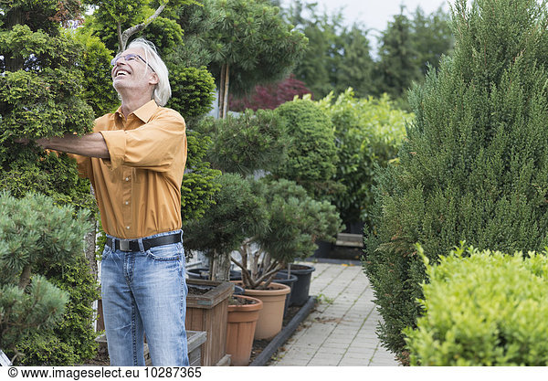Mature man examining a hedge plant in plant nursery  Augsburg  Bavaria  Germany