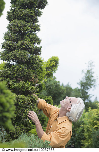 Mature man examining a hedge plant in plant nursery  Augsburg  Bavaria  Germany