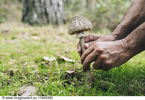 Mature man picking mushroom in forest